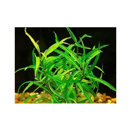 Hygrophila pantanal wavy