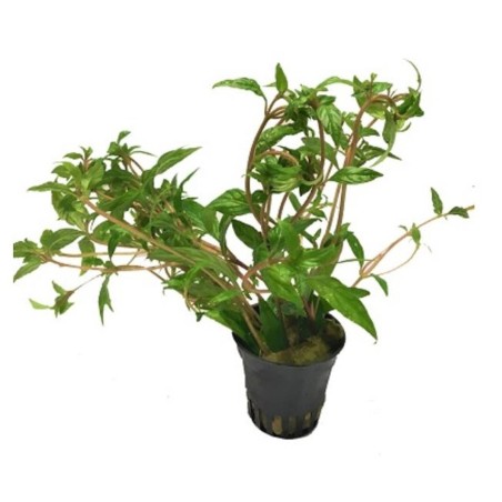 Hygrophila pantanal wavy