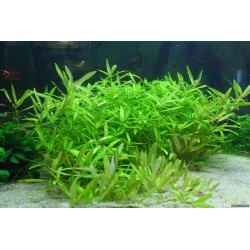 Hygrophila polysperma