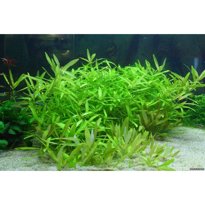 Hygrophila polysperma Hygrophila polysperma