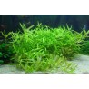 Hygrophila polysperma