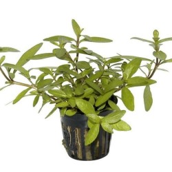 Hygrophila polysperma