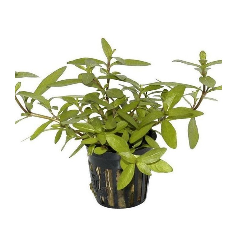 Hygrophila polysperma