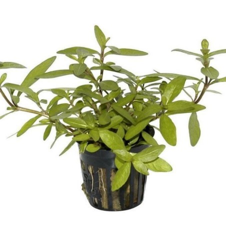Hygrophila polysperma