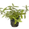 Hygrophila polysperma