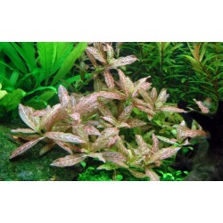 Hygrophila polysperma rosanerving