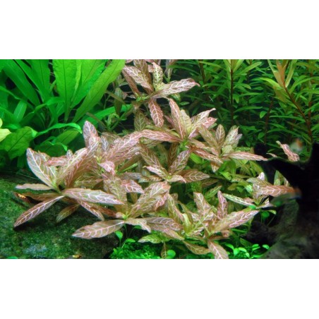 Hygrophila polysperma rosanerving