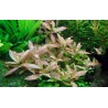 Hygrophila polysperma rosanerving