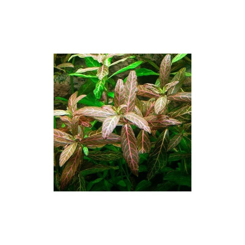 Hygrophila polysperma rosanerving