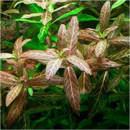 Hygrophila polysperma rosanerving