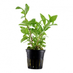 Hygrophila polysperma rosanerving