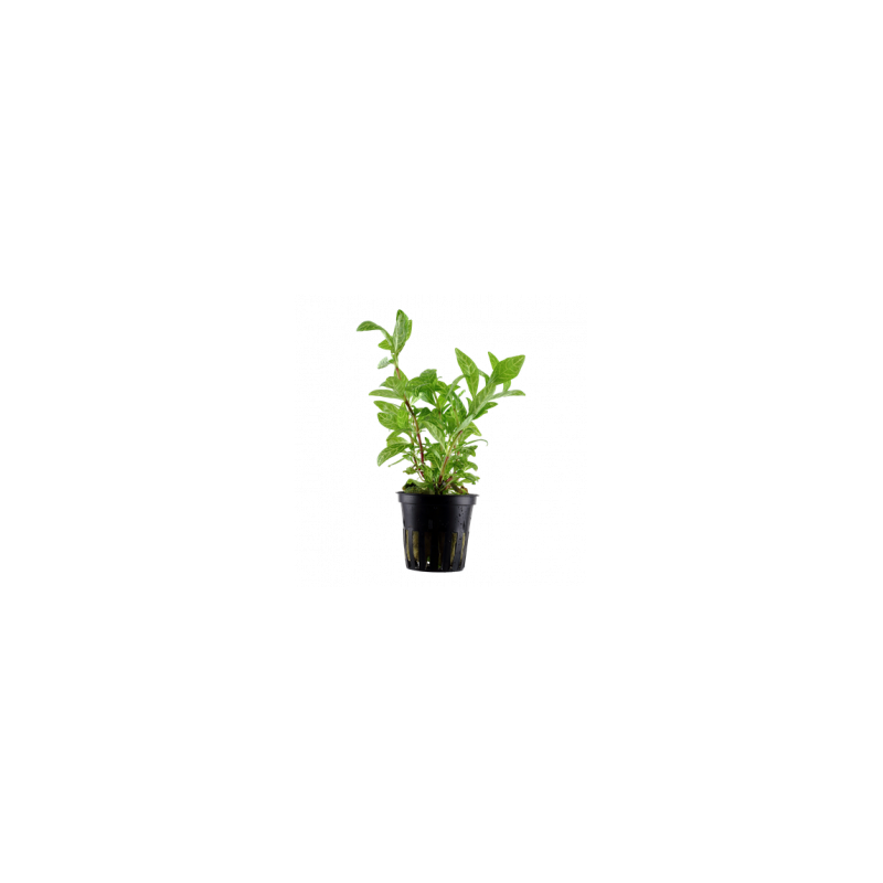 Hygrophila polysperma rosanerving