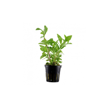 Hygrophila polysperma rosanerving