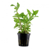 Hygrophila polysperma rosanerving