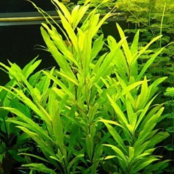 Hygrophila corimbosa siamensis