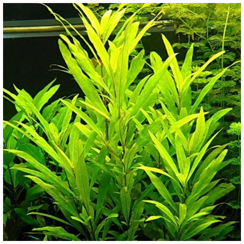 Hygrophila corimbosa siamensis Hygrophila corimbosa siamensis