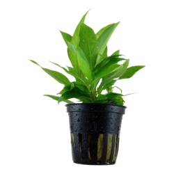 Hygrophila corimbosa siamensis