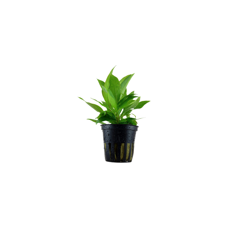 Hygrophila corimbosa siamensis