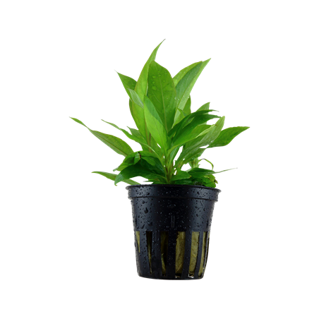 Hygrophila corimbosa siamensis