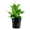Hygrophila corimbosa siamensis