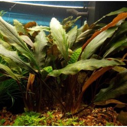 Legenandra keralensis