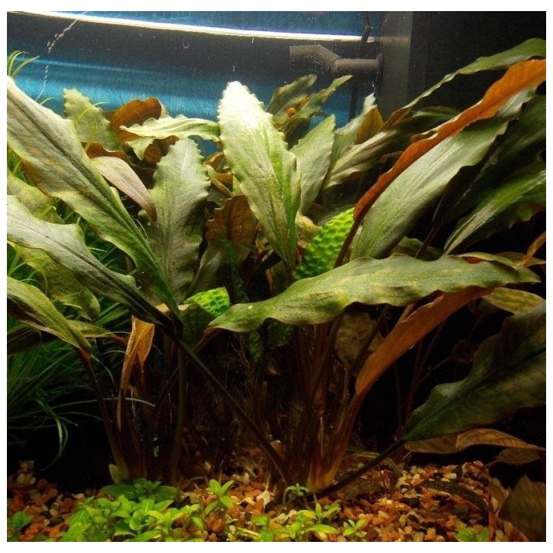 Legenandra keralensis Legenandra keralensis