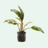Legenandra keralensis
