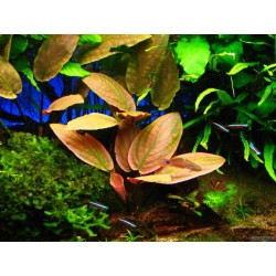 Lagenandra meeboldii red