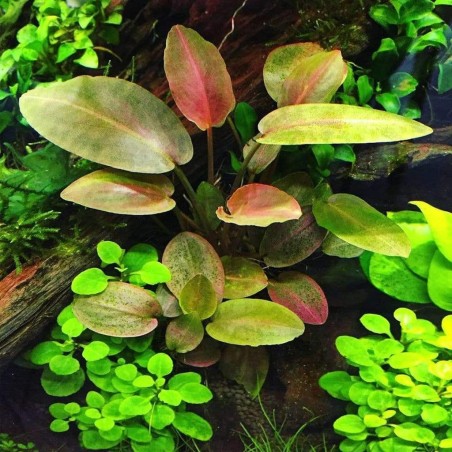 Lagenandra meeboldii red