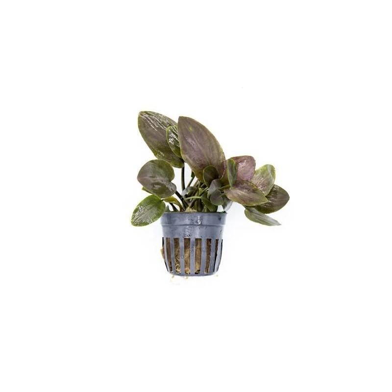 Lagenandra meeboldii red
