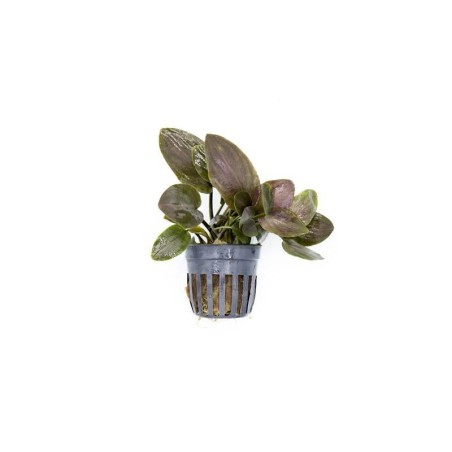Lagenandra meeboldii red