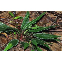 Lagenlandra thwaitesii