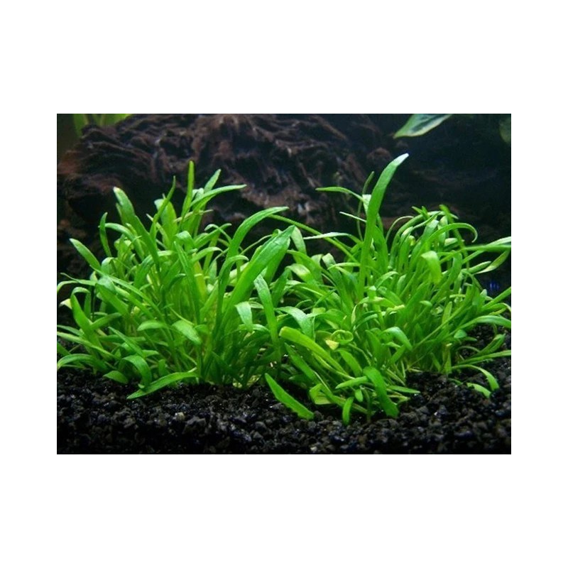 Lilaeopsis novaezelandiae