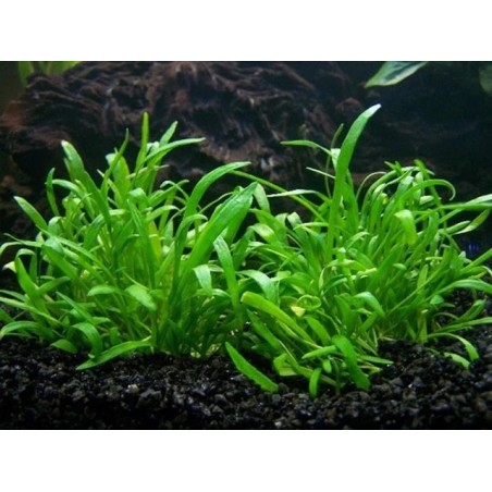 Lilaeopsis novaezelandiae