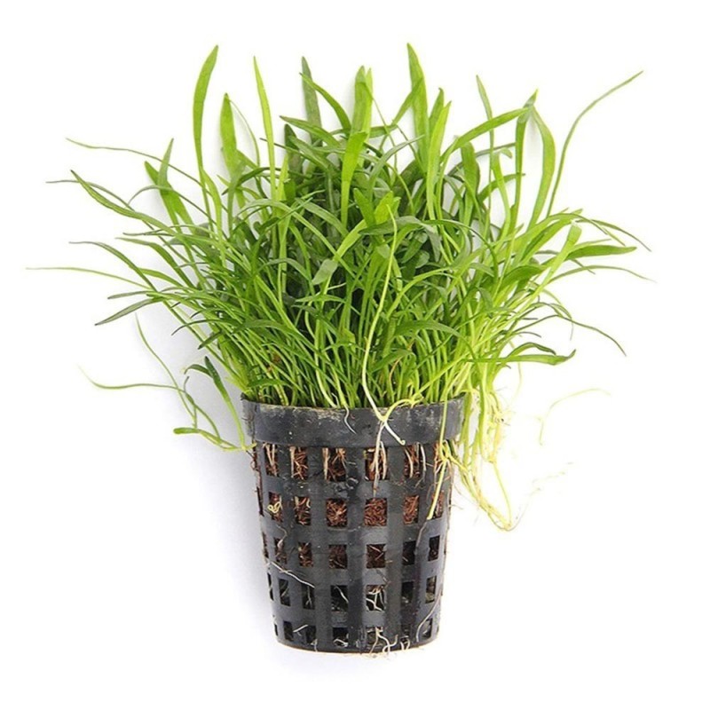 Lilaeopsis novaezelandiae