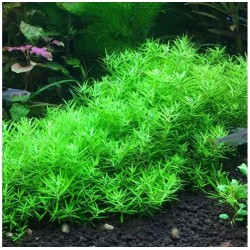 Limnophila sp vietnam mini