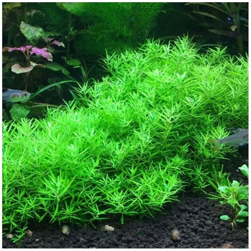 Limnophila sp vietnam mini