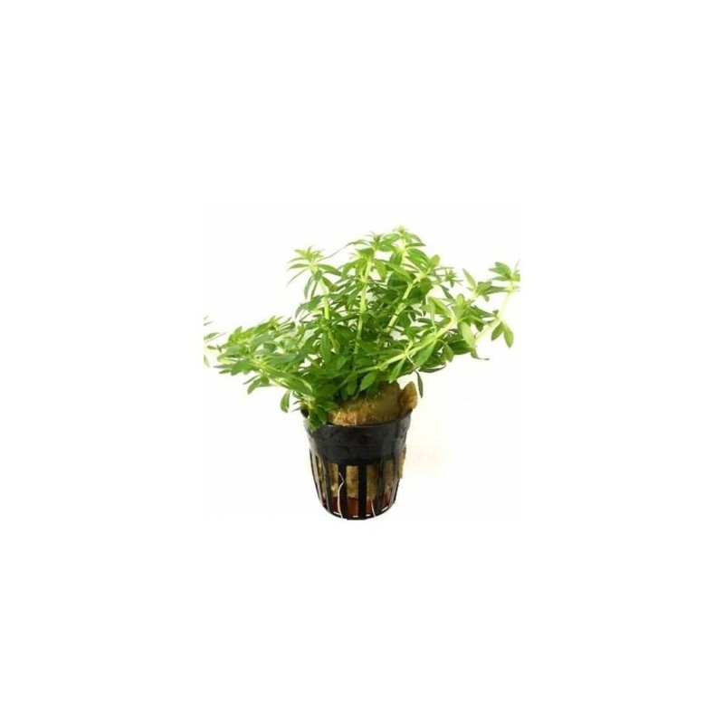 Limnophila sp vietnam mini