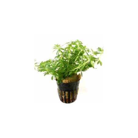 Limnophila sp vietnam mini