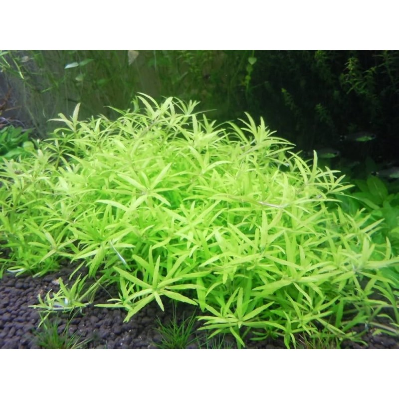 Limnophila sp vietnam mini