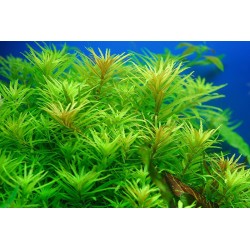 Limnophila aromatica green