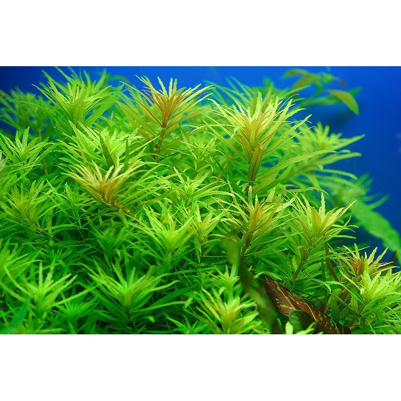Limnophila aromatica green Limnophila aromatica green