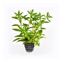 Limnophila aromatica green