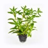 Limnophila aromatica green