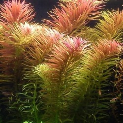 Limnophila aromatica red