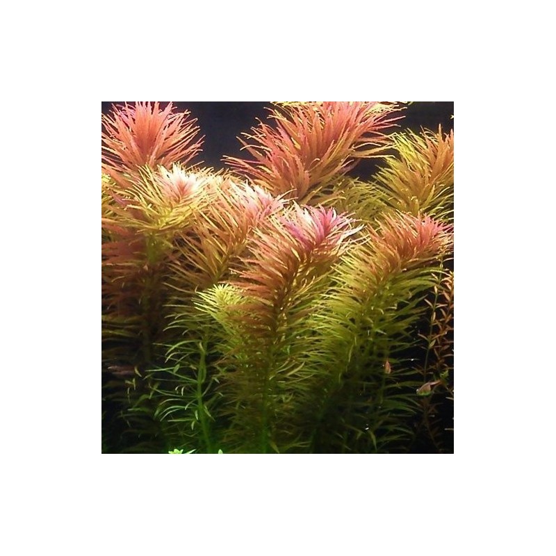 Limnophila aromatica red Limnophila aromatica red