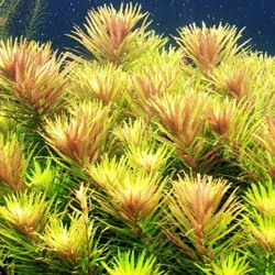 Limnophila aromatica red