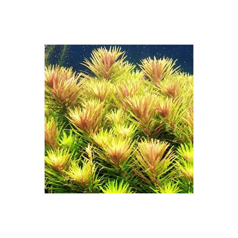 Limnophila aromatica red