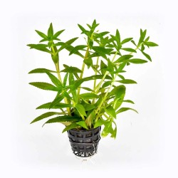 Limnophila aromatica red