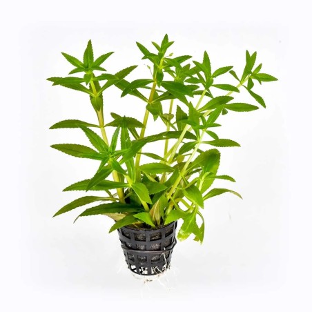 Limnophila aromatica red